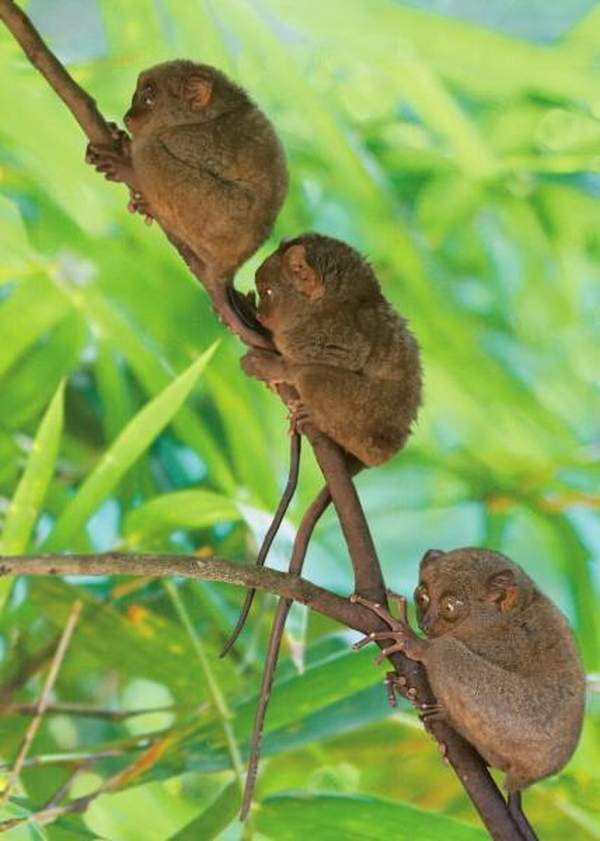 (相片來源:菲律賓旅遊部) 保和島